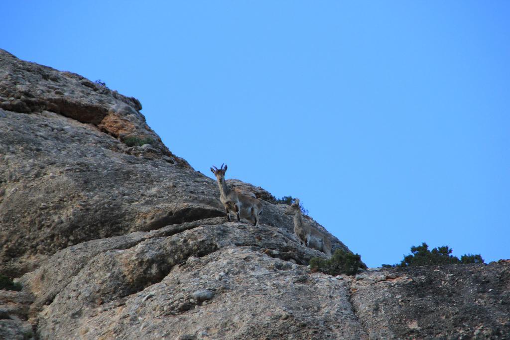 Ca La Leonor, Ecoturisme Terra Alta Villa Bot Oda fotoğraf